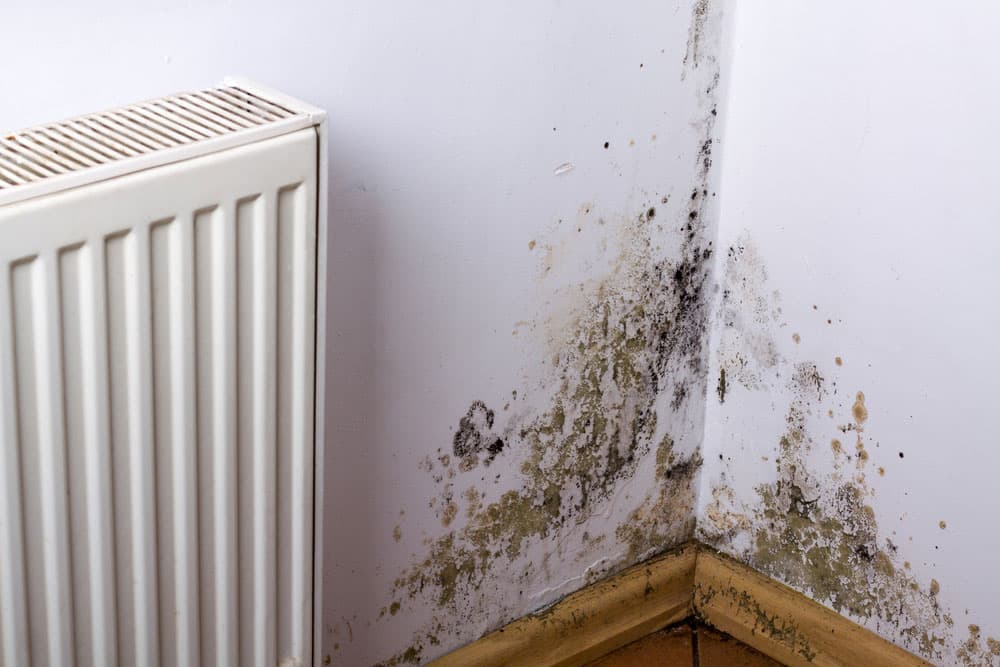 mould-fungus mould-fungus